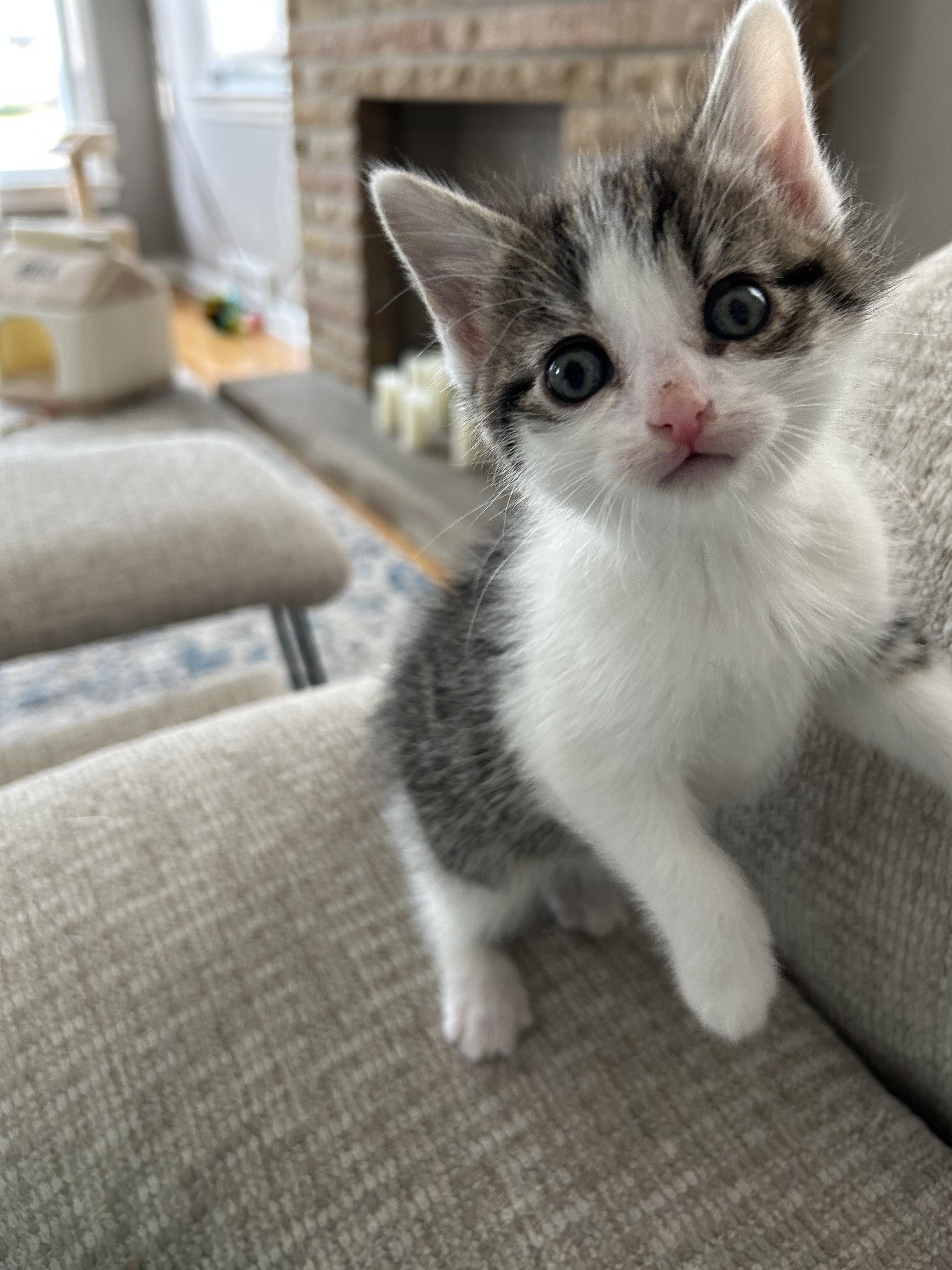 Cookie Dough, an adopted mixed breed in Cleveland, OH image 2/3
