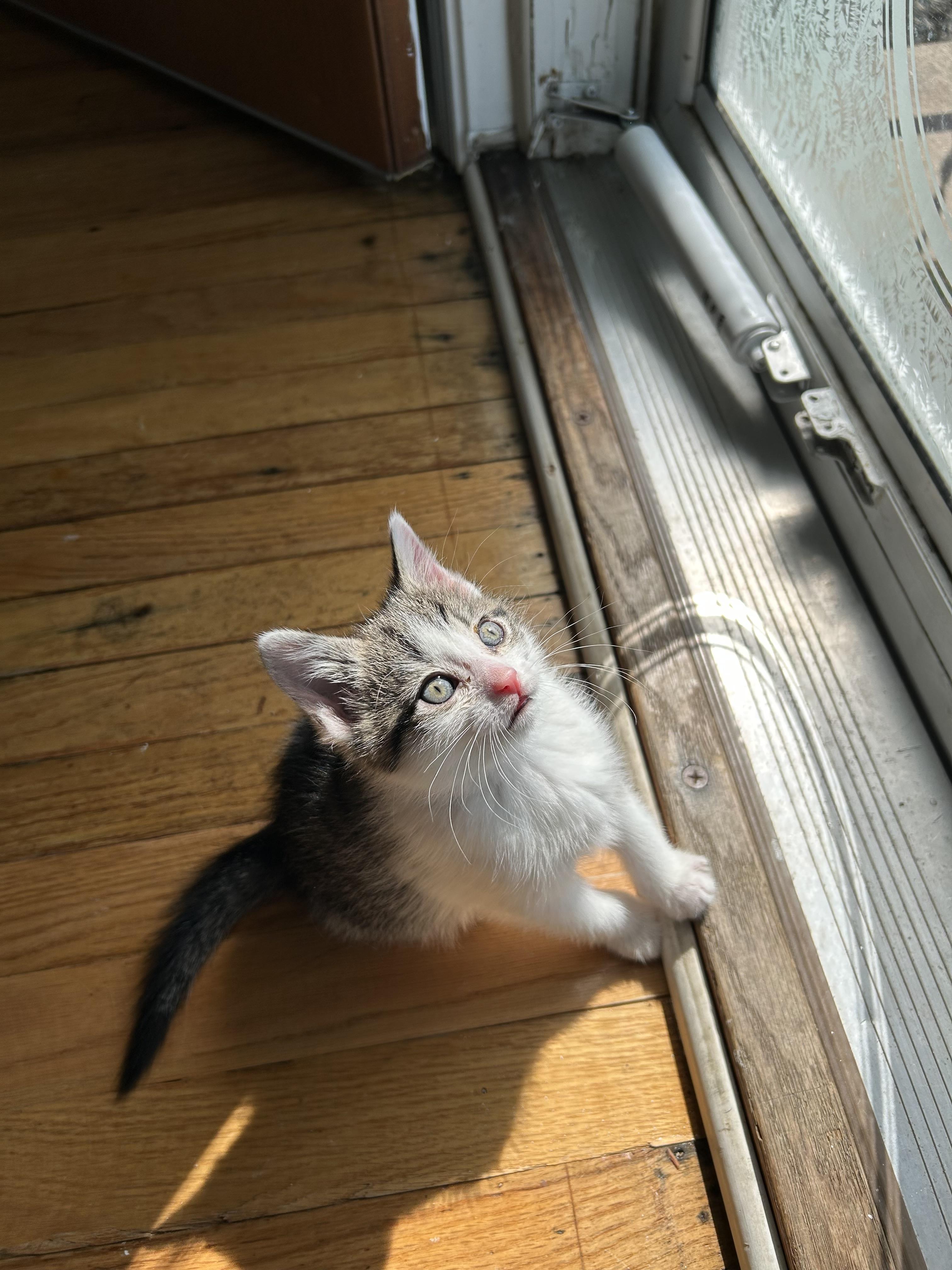 Cookie Dough, an adopted mixed breed in Cleveland, OH image 3/3