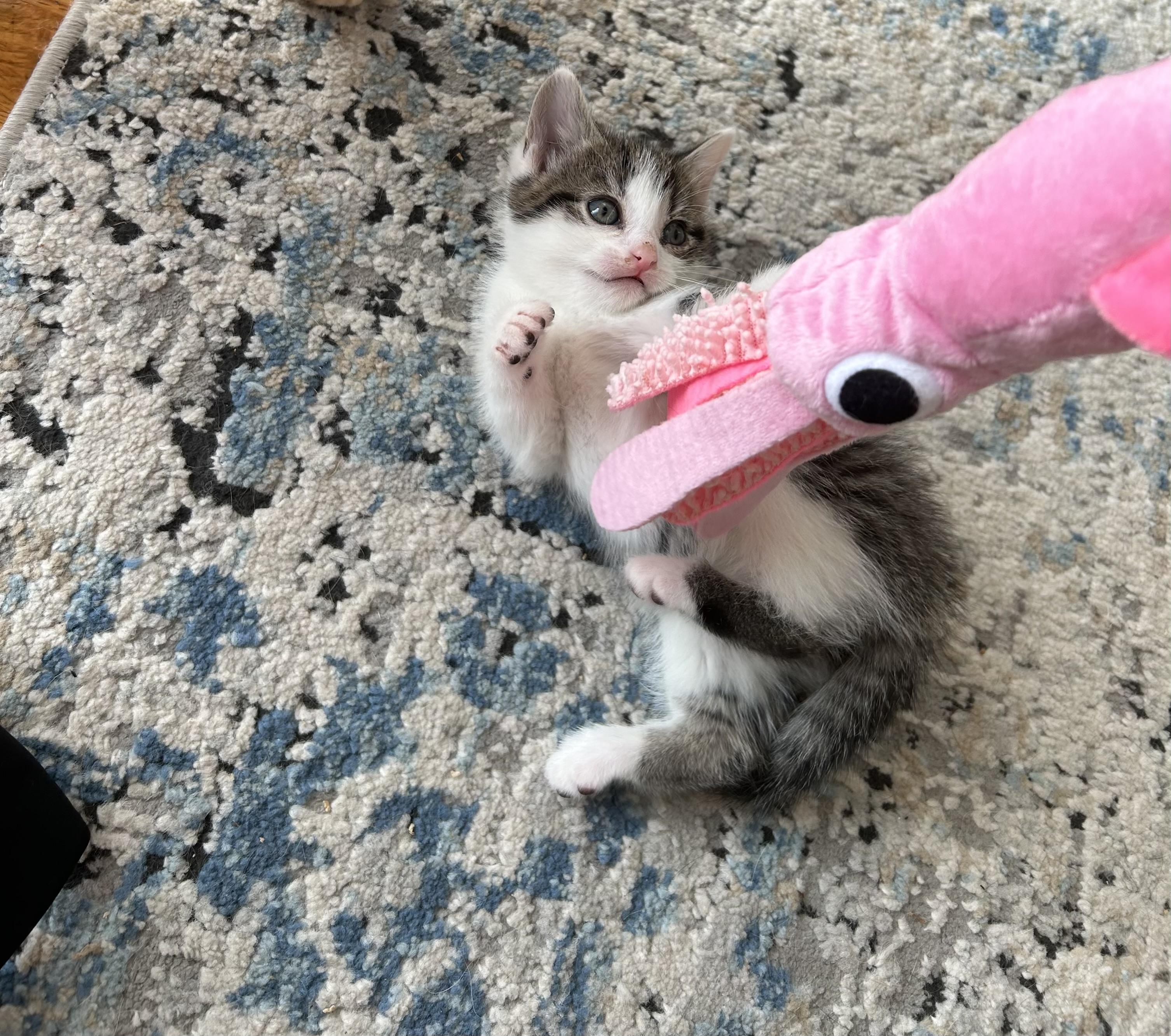 Cookie Dough, adopted, Kitten Female Domestic Short Hair.