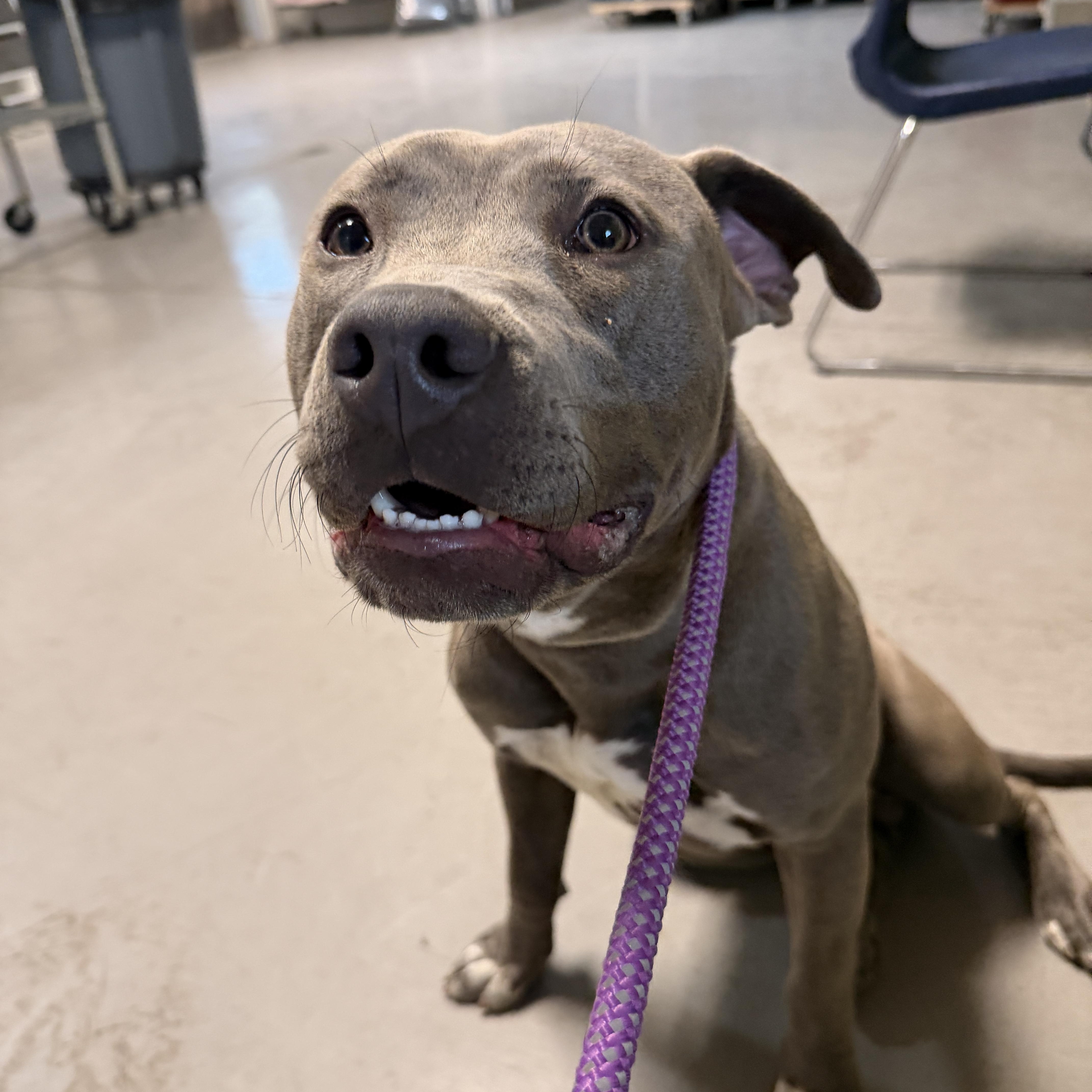 Theo, a ADOPTABLE mixed breed in Chandler, AZ image 3/4