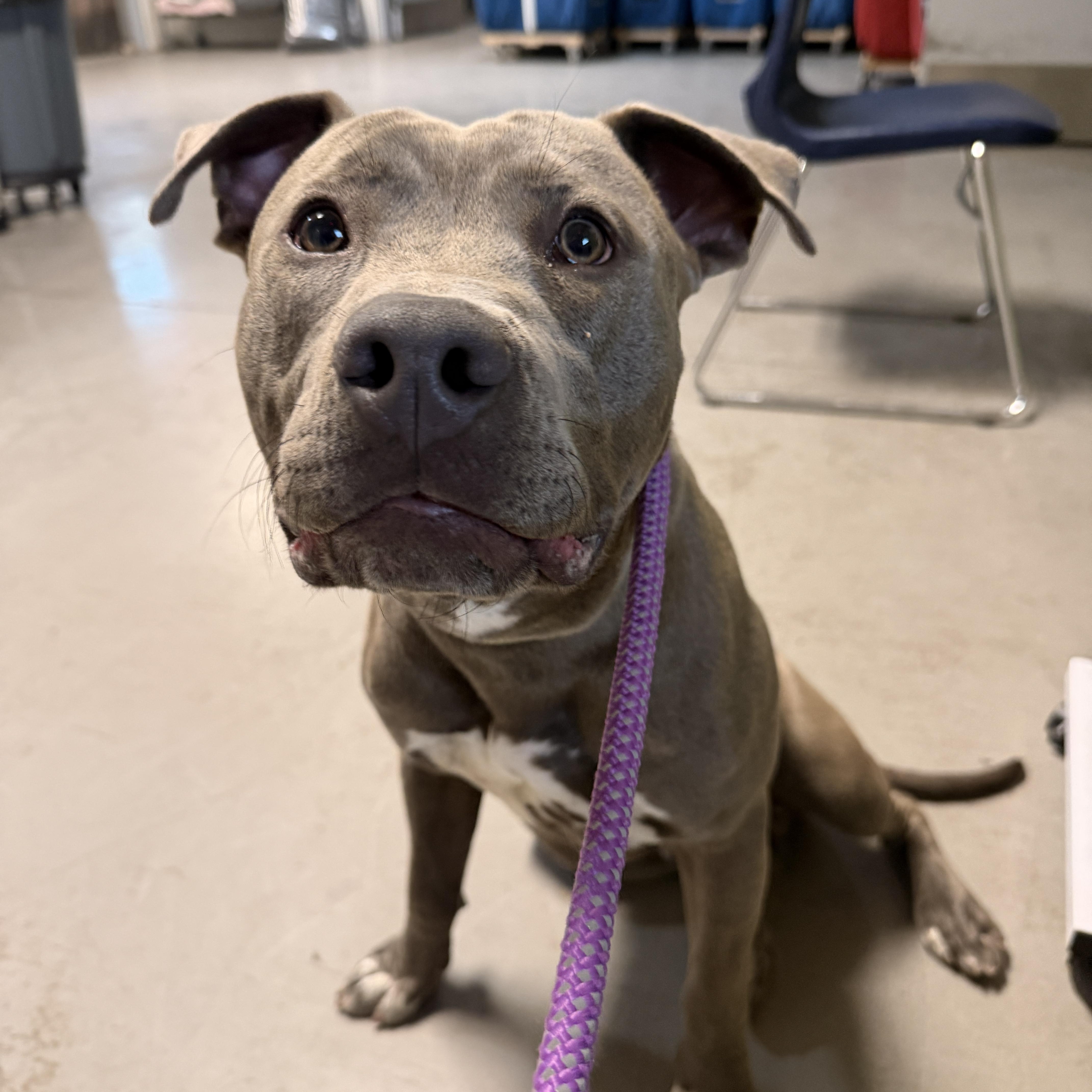 Theo, a ADOPTABLE mixed breed in Chandler, AZ image 2/4