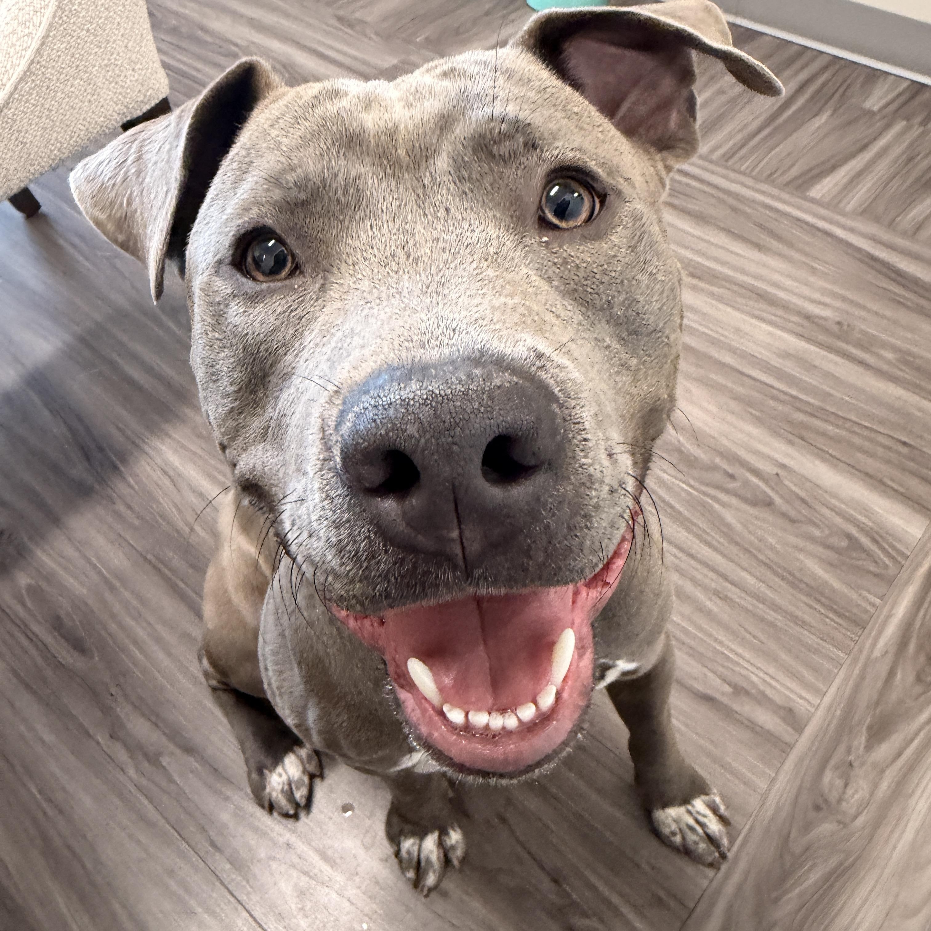 Theo, ADOPTABLE, Young Male American Staffordshire Terrier & Pit Bull Terrier.