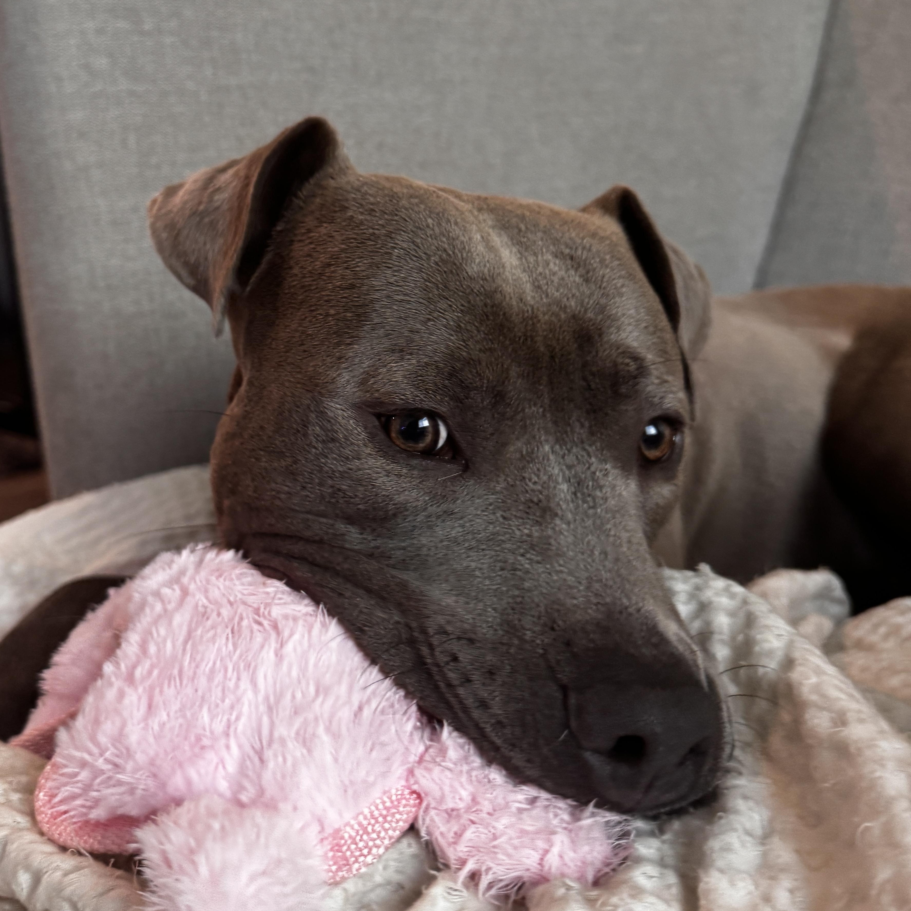 Theo, a ADOPTABLE mixed breed in Chandler, AZ image 4/4