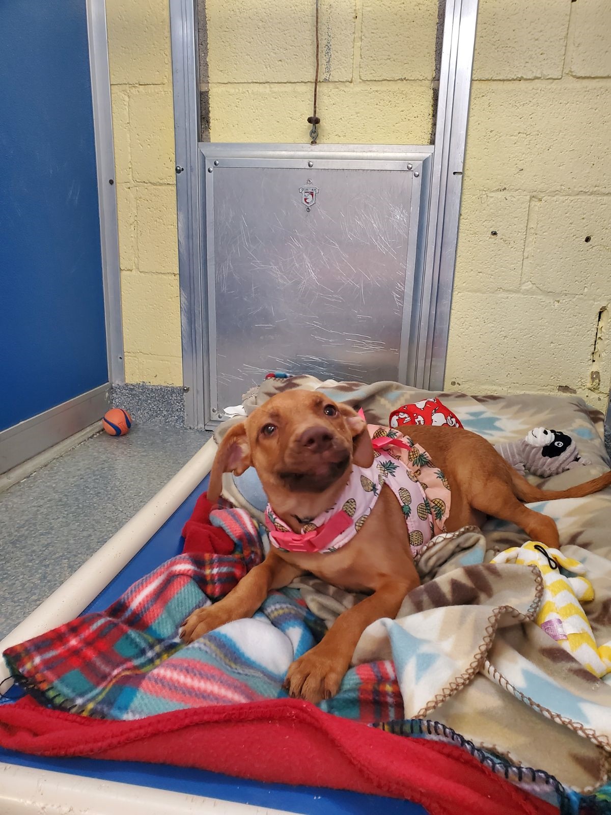 Enlarge Sky, a Adoptable Pit Bull Terrier in Silver Spring, MD image 1/1