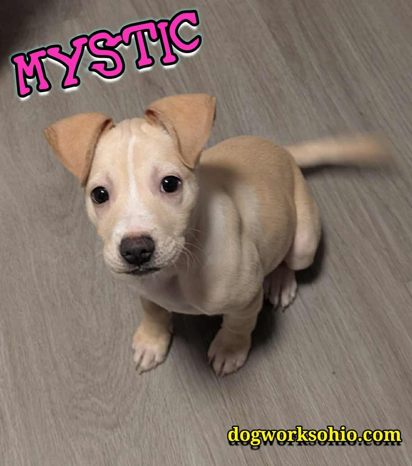 Enlarge Mystic, a Adopted mixed breed in Toledo, OH image 2/4
