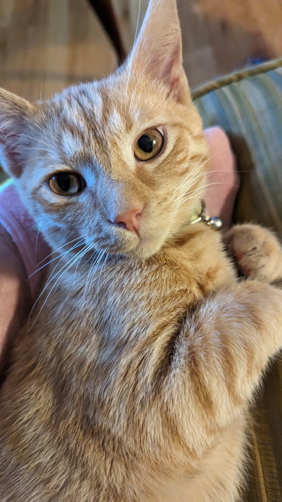 Enlarge Harry, a Adopted Domestic Short Hair in Allison Park, PA image 1/1