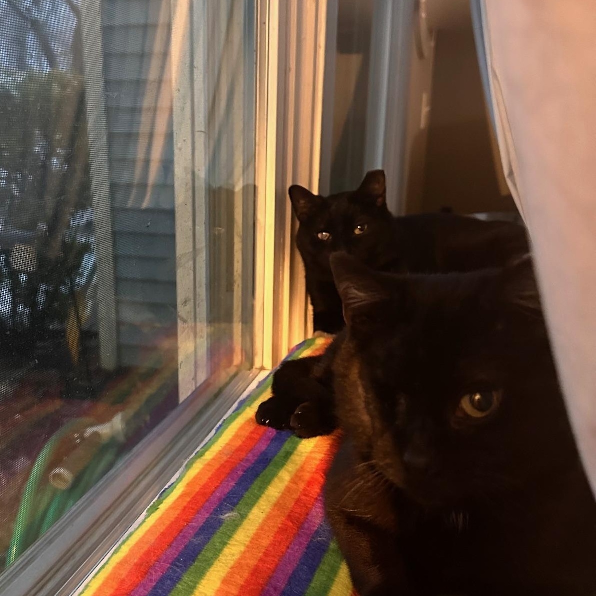 Enlarge Ignition Coil of the Auto Parts (aka Iggy), a Adoptable Domestic Short Hair in Sterling, VA image 2/3