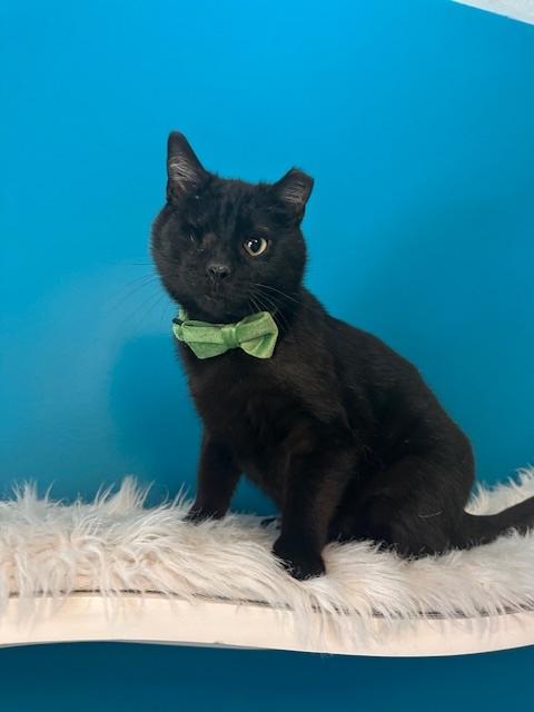 Enlarge Ignition Coil of the Auto Parts (aka Iggy), a Adoptable Domestic Short Hair in Sterling, VA image 1/3