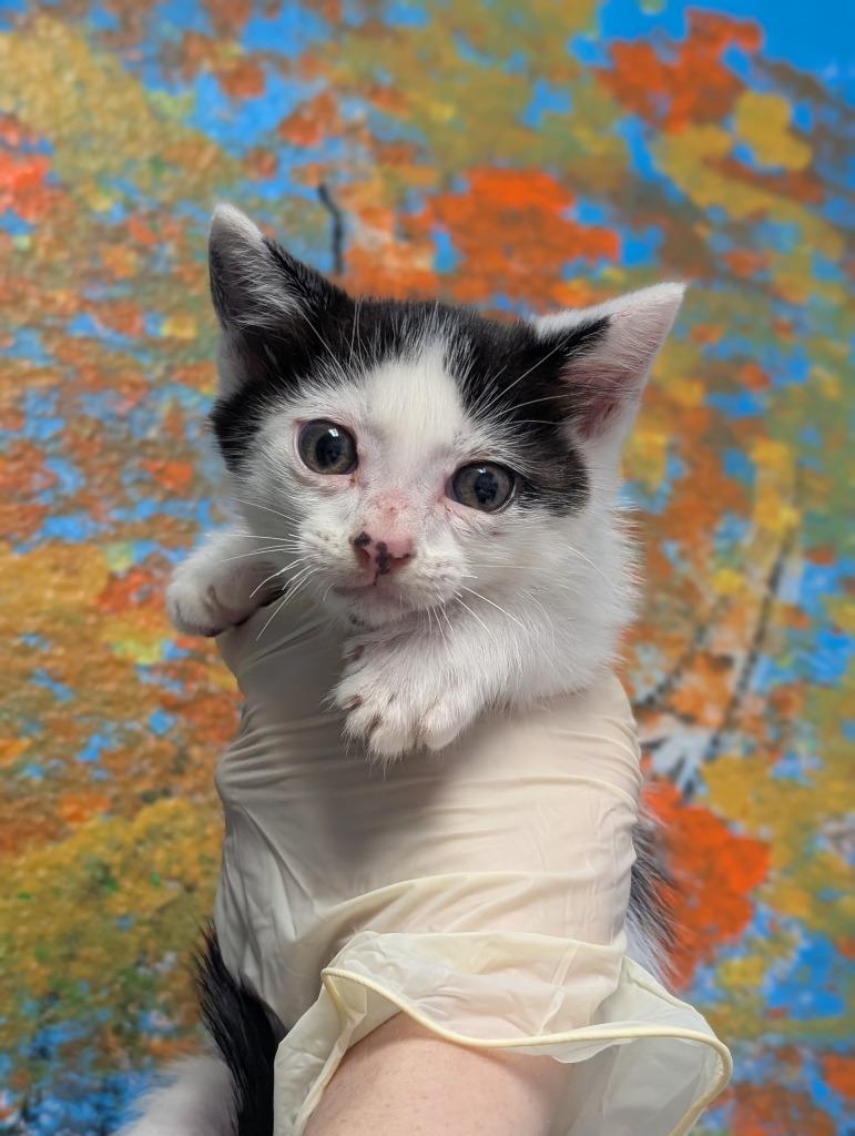 Archer, Adoptable, Kitten Male Domestic Short Hair.