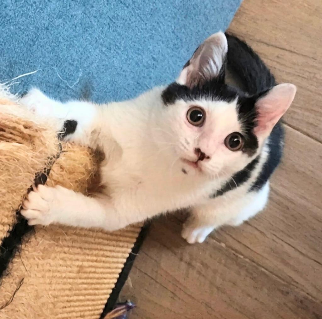 Archer, Adoptable, Kitten Male Domestic Short Hair.