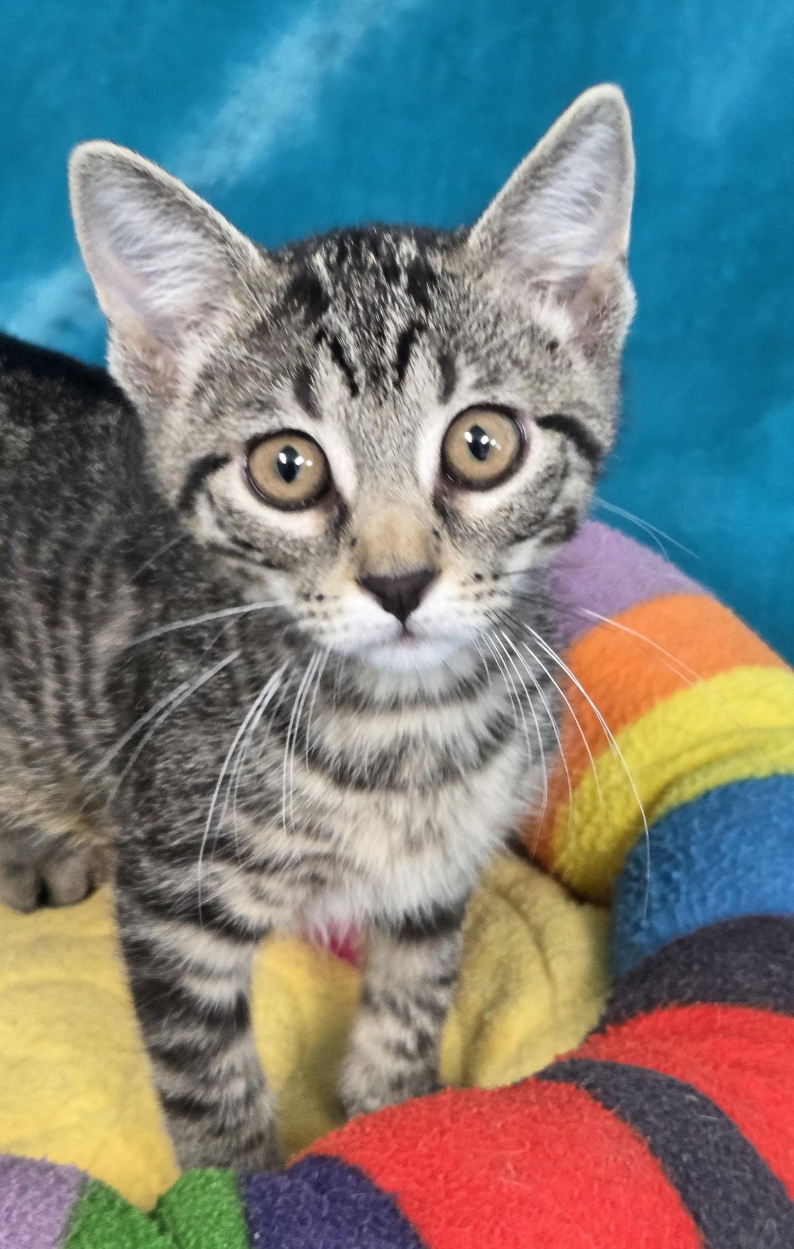 Dandelion (Dandy), Adoptable, Kitten Female Domestic Short Hair.