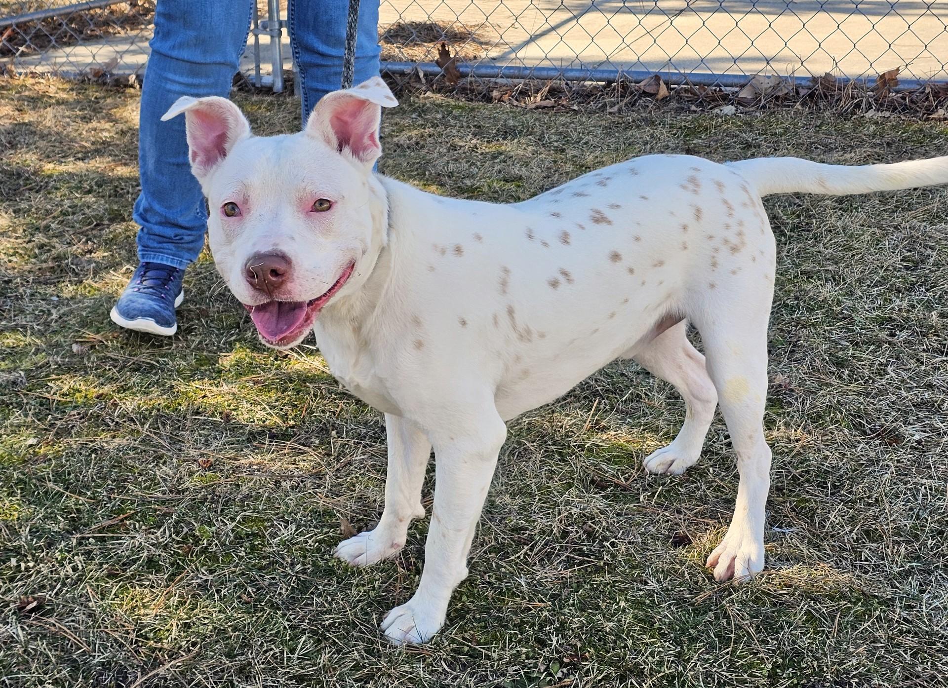 Enlarge Pickles (Prison), a ADOPTABLE mixed breed in Bay City, MI image 2/5