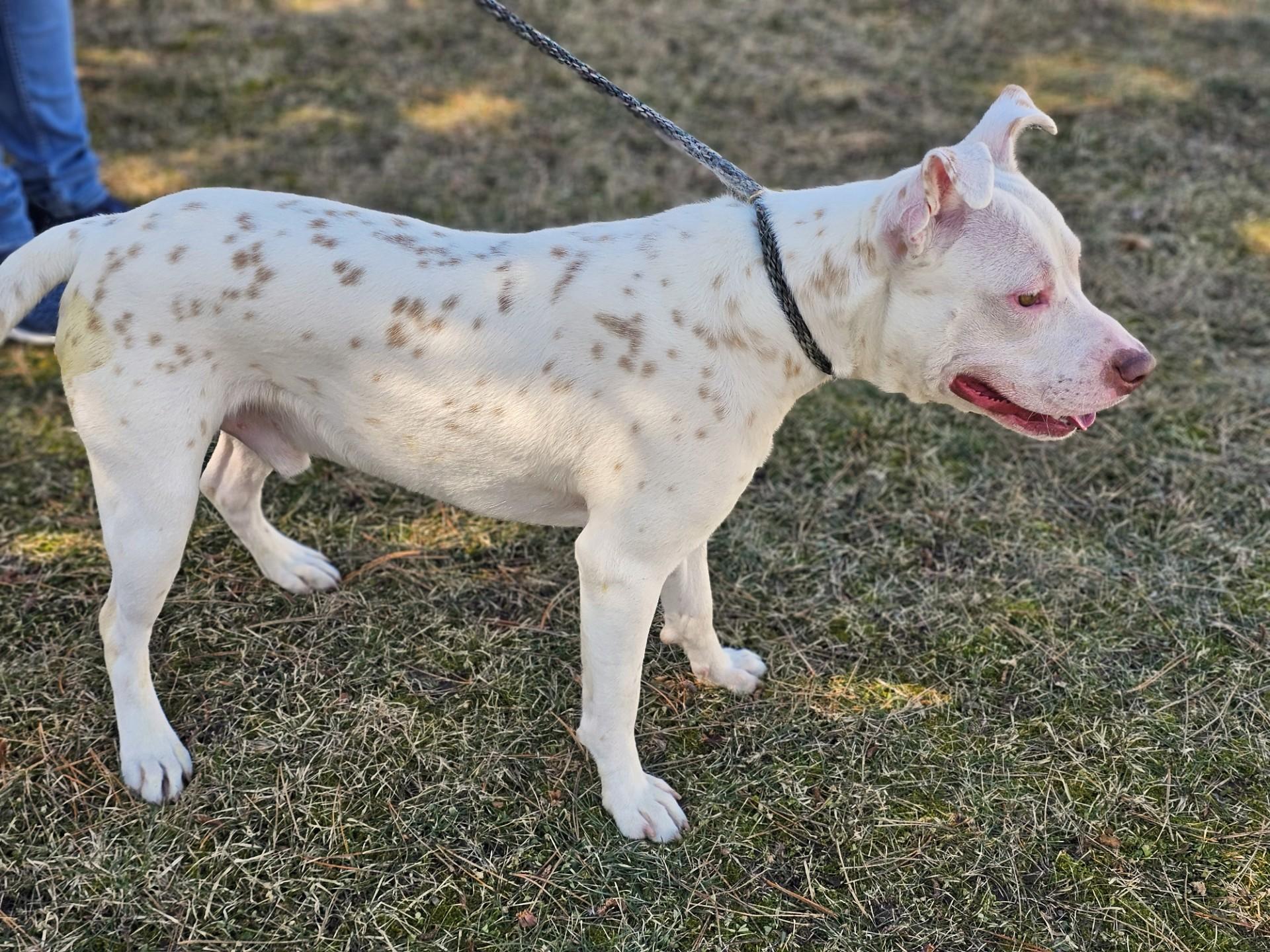 Enlarge Pickles (Prison), a ADOPTABLE mixed breed in Bay City, MI image 4/5