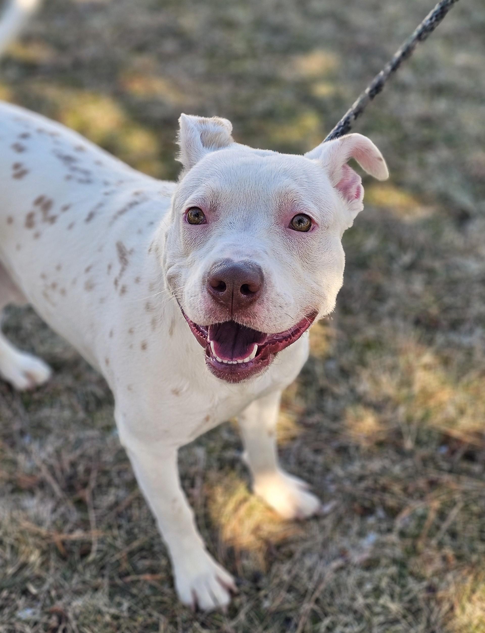 Enlarge Pickles (Prison), a ADOPTABLE mixed breed in Bay City, MI image 3/5