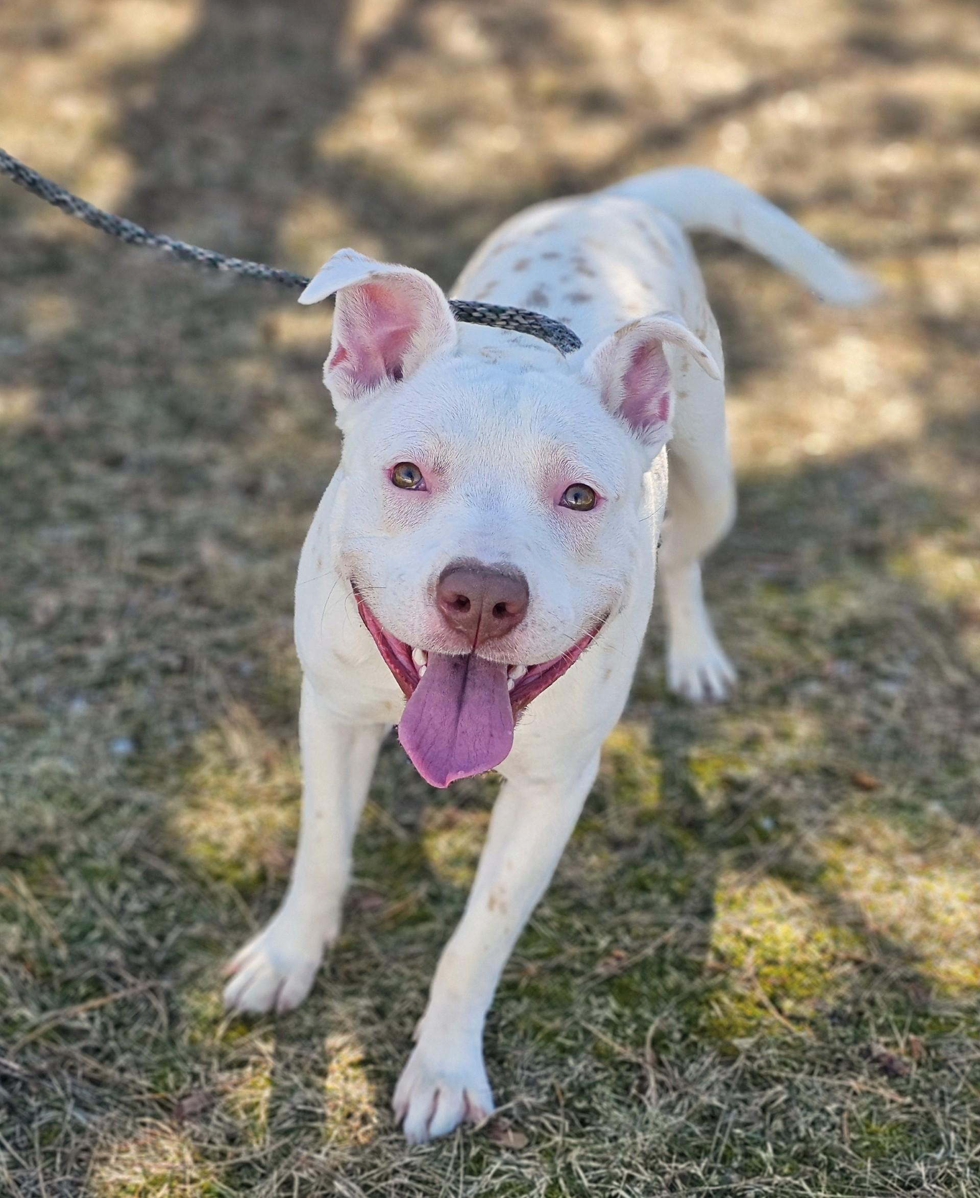 Enlarge Pickles (Prison), a ADOPTABLE mixed breed in Bay City, MI image 5/5