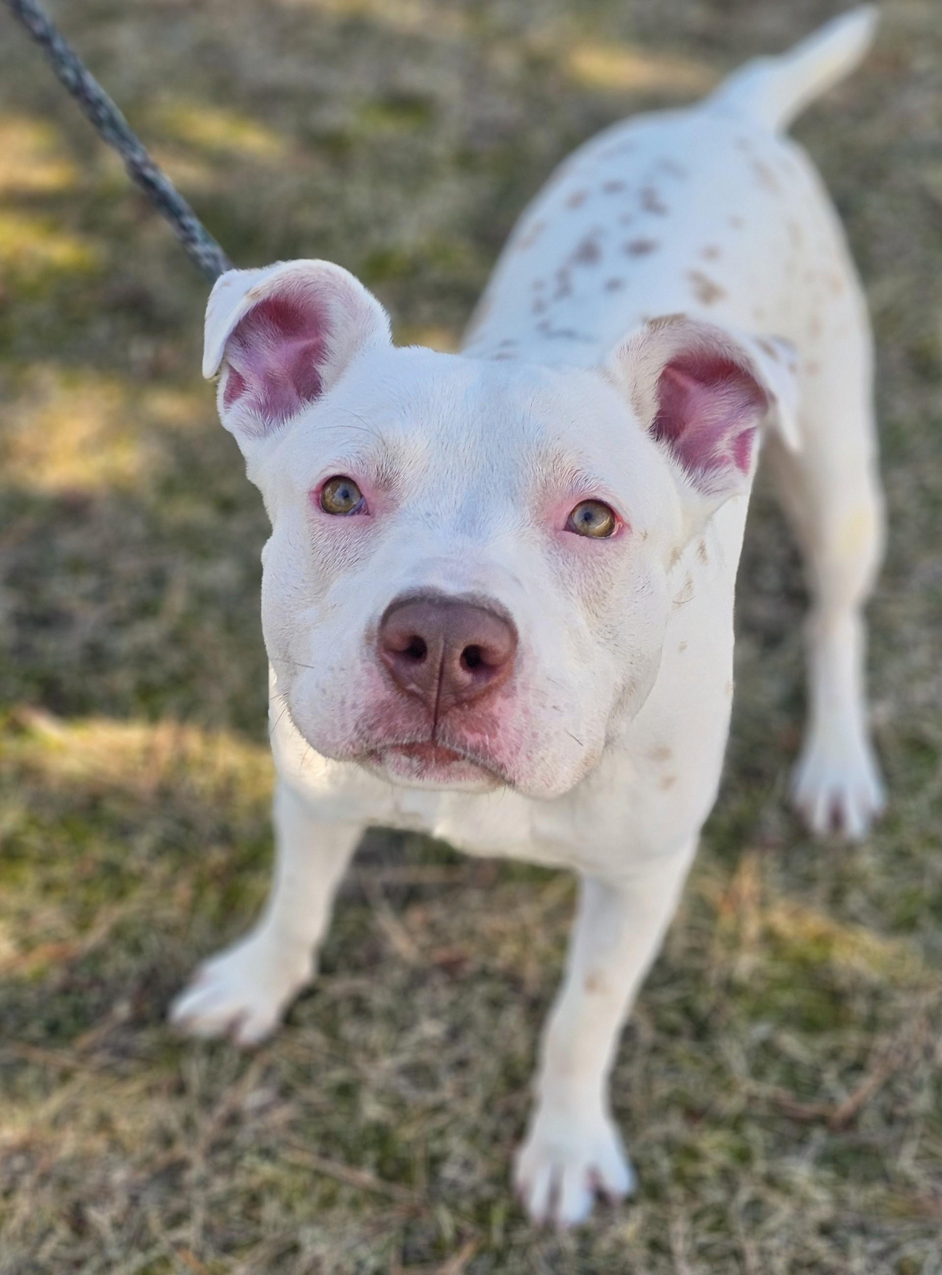 Enlarge Pickles (Prison), a ADOPTABLE mixed breed in Bay City, MI image 1/5