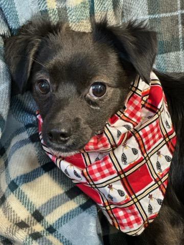Enlarge Rocky, an adopted mixed breed in Colusa, CA image 4/6