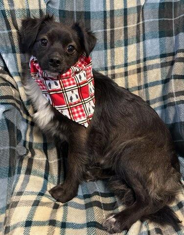 Enlarge Rocky, an adopted mixed breed in Colusa, CA image 2/6