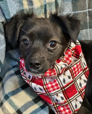 Enlarge Rocky, an adopted mixed breed in Colusa, CA image 1/6