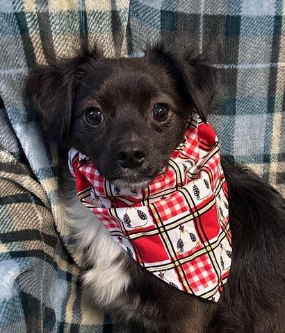 Enlarge Rocky, an adopted mixed breed in Colusa, CA image 5/6
