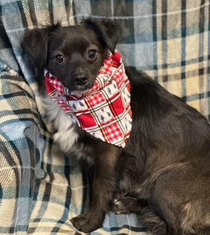 Enlarge Rocky, an adopted mixed breed in Colusa, CA image 3/6