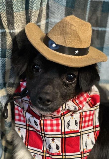Enlarge Rocky, an adopted mixed breed in Colusa, CA image 6/6