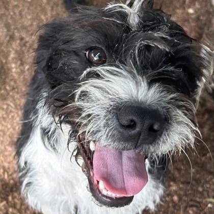 Waluigi, an adopted mixed breed in The Colony, TX image 1/5