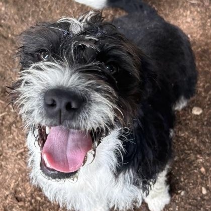 Waluigi, an adopted mixed breed in The Colony, TX image 4/5