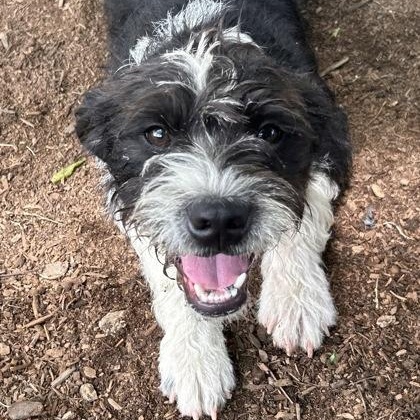 Waluigi, an adopted mixed breed in The Colony, TX image 2/5