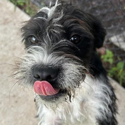 Waluigi, an adopted mixed breed in The Colony, TX image 5/5