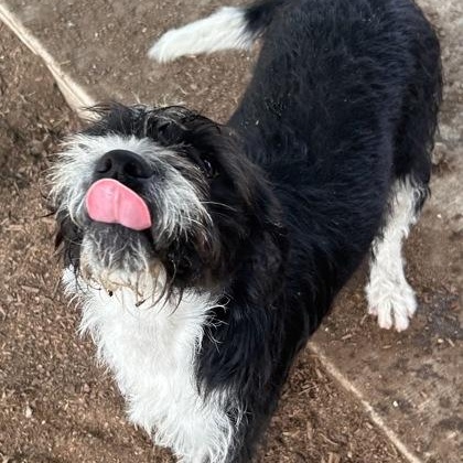 Waluigi, an adopted mixed breed in The Colony, TX image 3/5