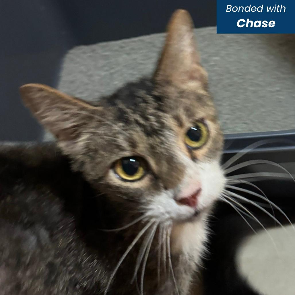Enlarge Blocker, a Adoptable Domestic Short Hair in Baltimore, MD image 1/2