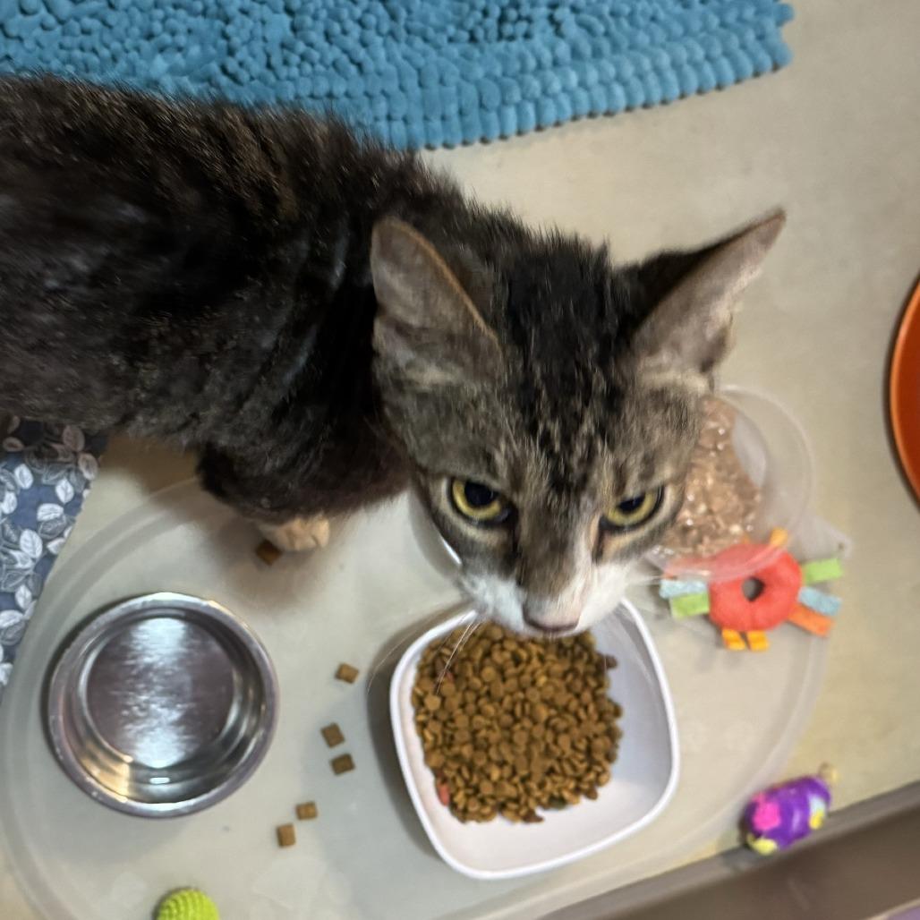 Enlarge Blocker, a Adoptable Domestic Short Hair in Baltimore, MD image 2/2