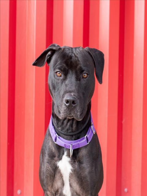 Enlarge ARBOK, a Adoptable Pit Bull Terrier in Tracy, CA image 1/2