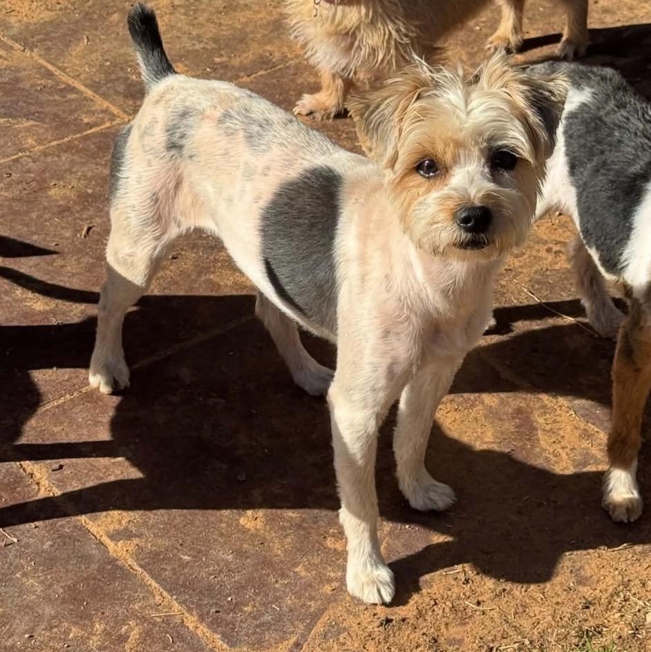 Enlarge Izzy , a ADOPTABLE Yorkshire Terrier in Pelham, NH image 1/6