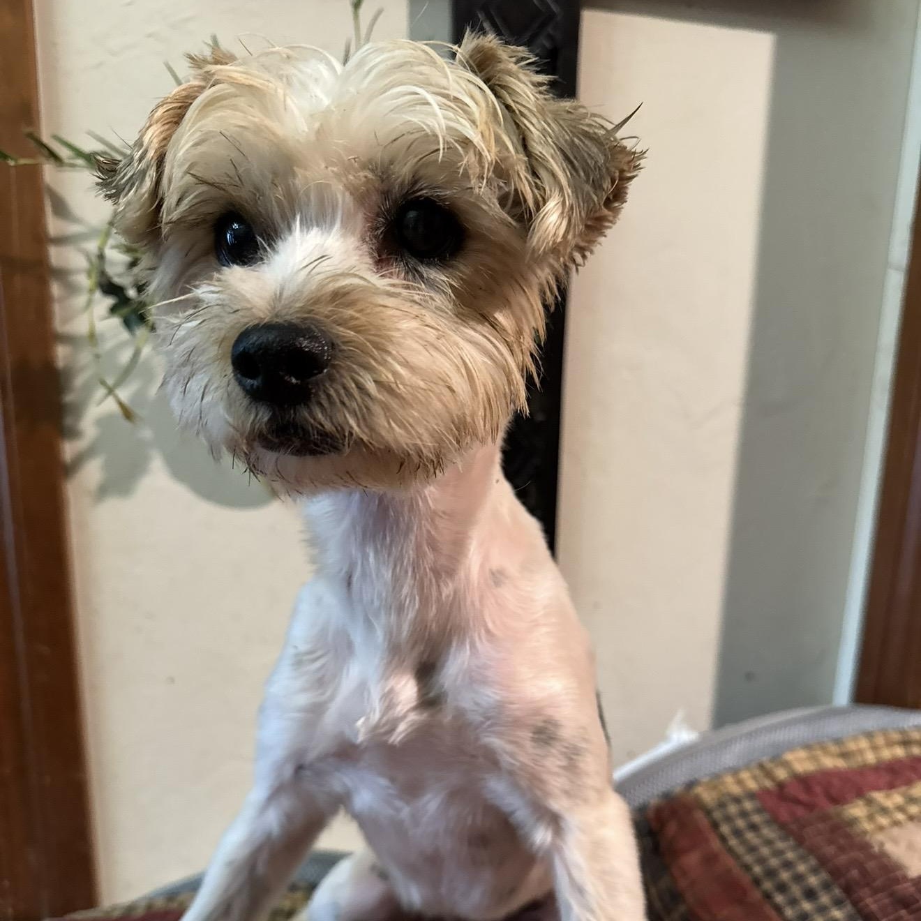 Enlarge Izzy , a ADOPTABLE Yorkshire Terrier in Pelham, NH image 2/6