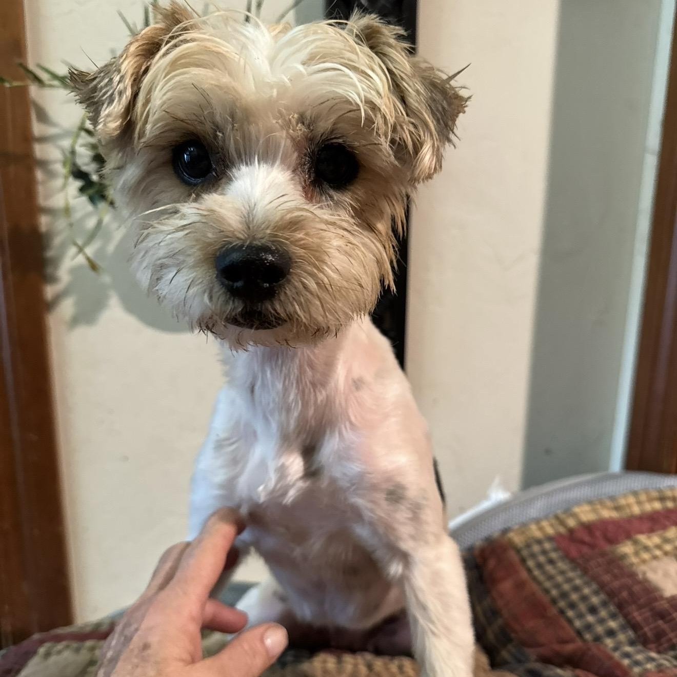 Enlarge Izzy , a ADOPTABLE Yorkshire Terrier in Pelham, NH image 4/6