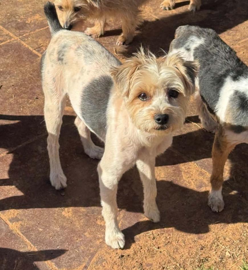 Enlarge Izzy , a ADOPTABLE Yorkshire Terrier in Pelham, NH image 5/6