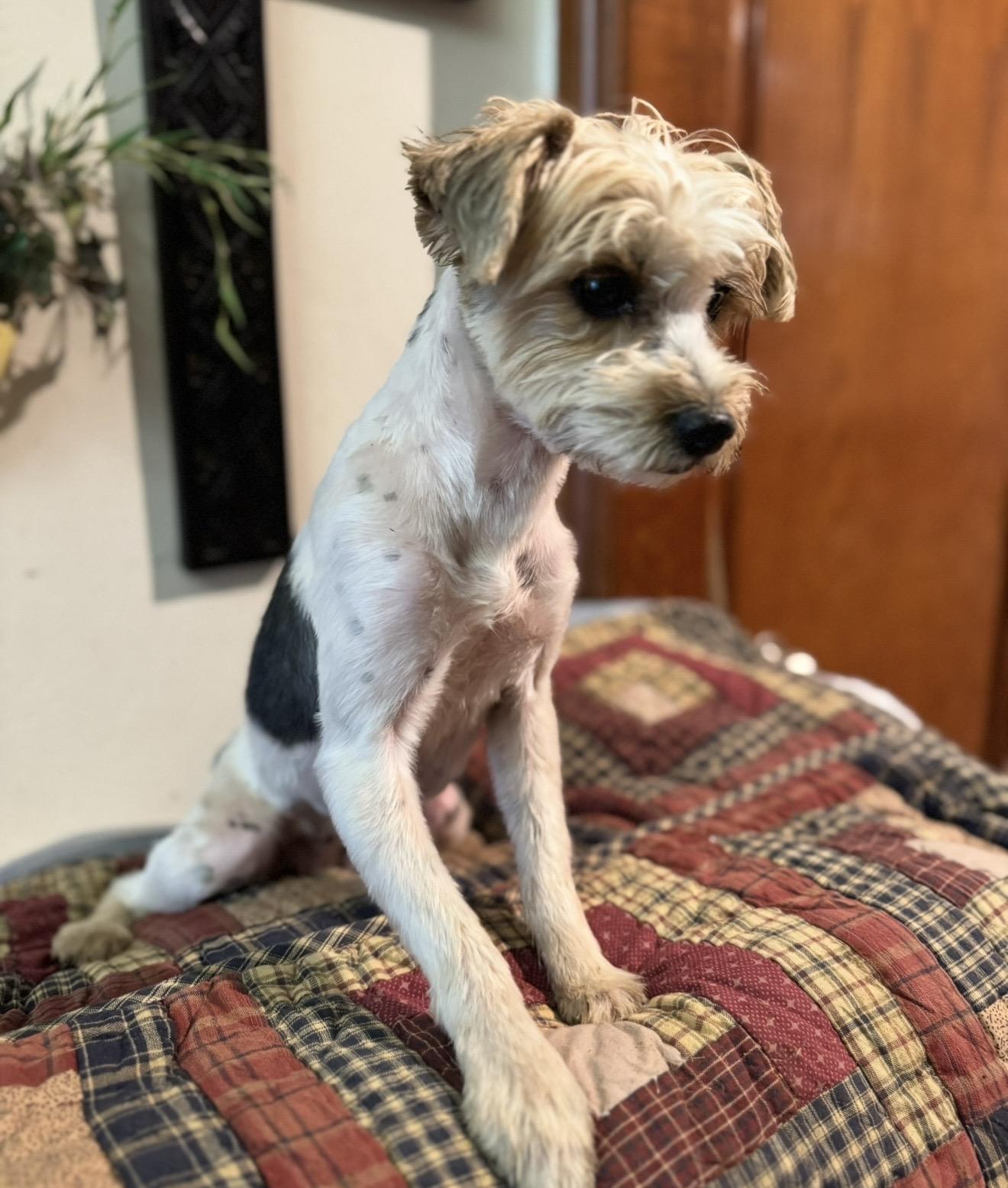 Enlarge Izzy , a ADOPTABLE Yorkshire Terrier in Pelham, NH image 6/6