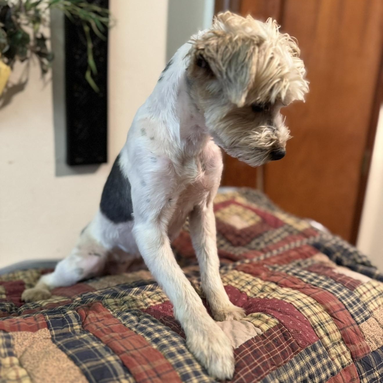 Enlarge Izzy , a ADOPTABLE Yorkshire Terrier in Pelham, NH image 3/6