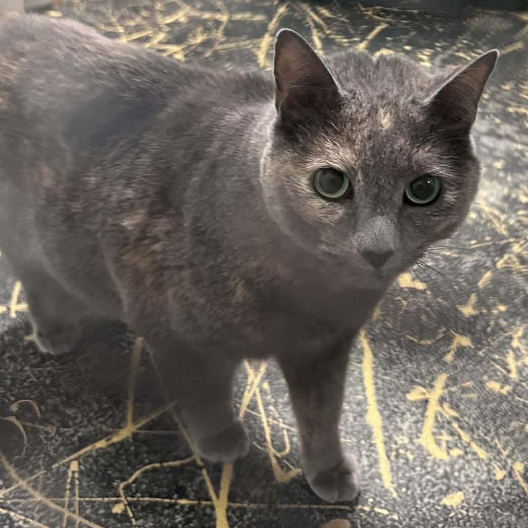 Enlarge Nylah, a Adoptable mixed breed in The Colony, TX image 3/3