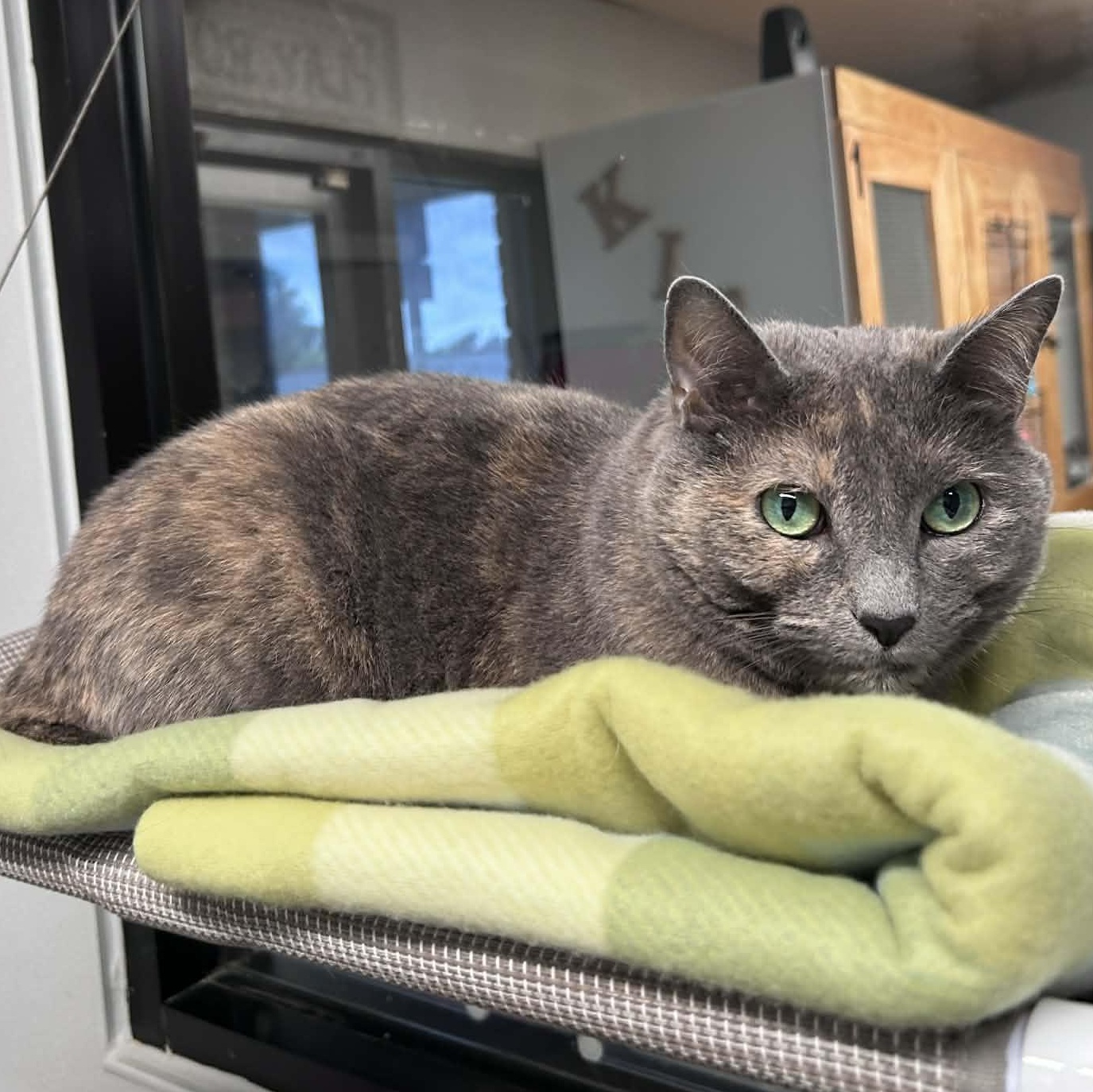 Enlarge Nylah, a Adoptable mixed breed in The Colony, TX image 2/3