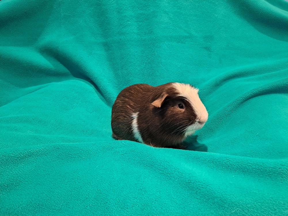 Brown Sugar, Adoptable, Young Male Guinea Pig & Guinea Pig.