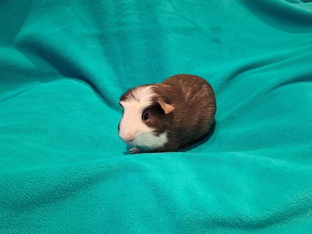 Brown Sugar, a Adoptable mixed breed in South Bend, IN image 2/2