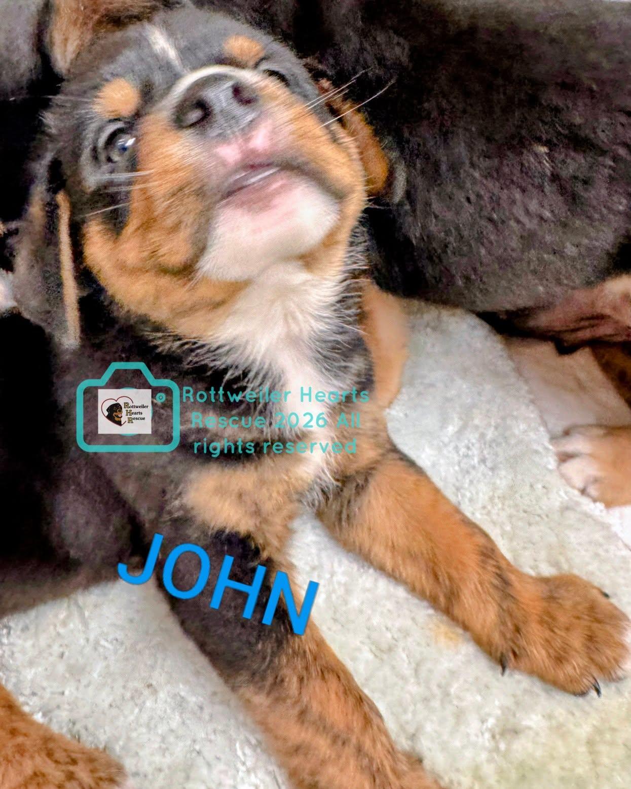 JOHN, Adoptable, Puppy Male Rottweiler & American Staffordshire Terrier.