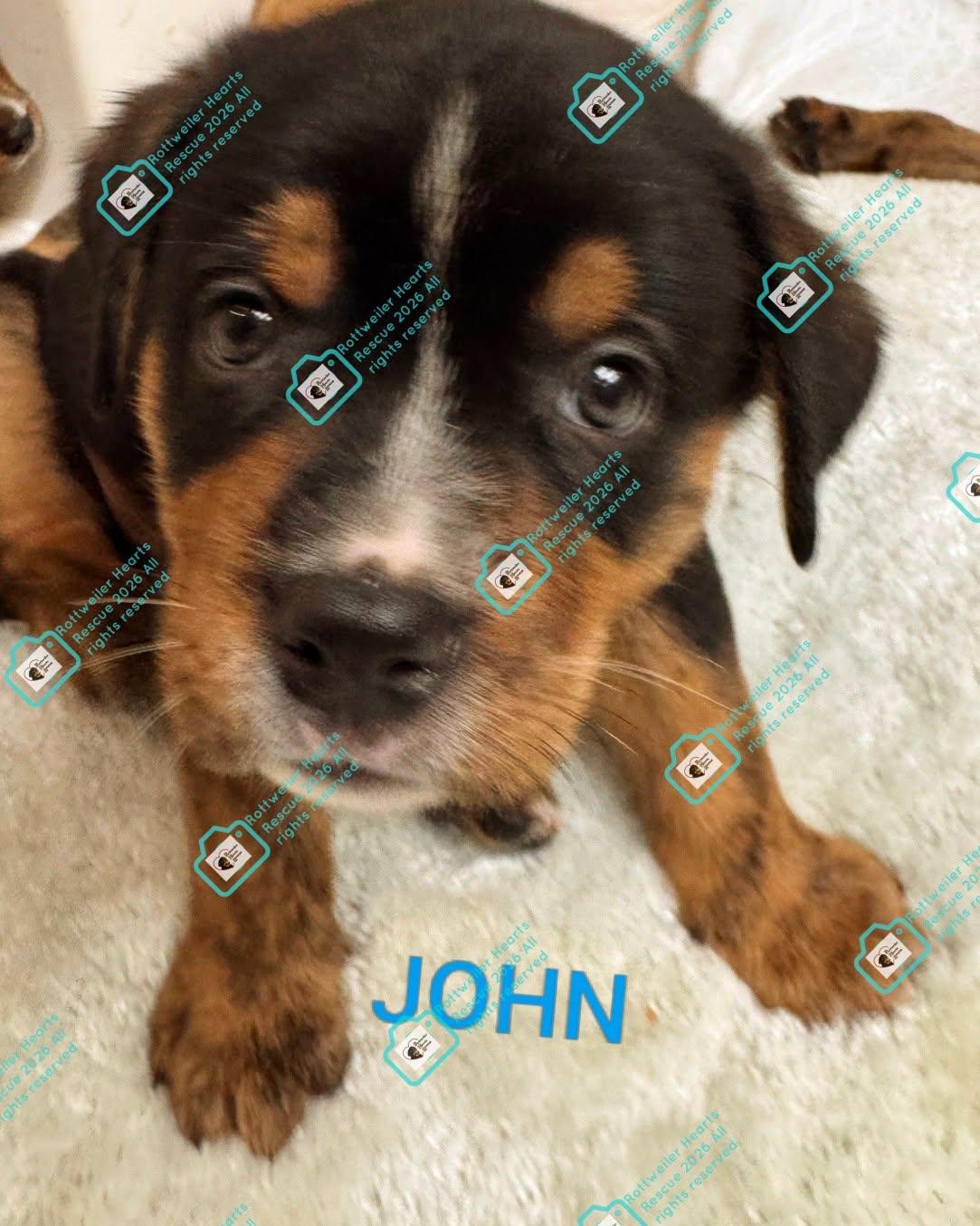 Enlarge JOHN, a Adoptable mixed breed in Chapel Hill, NC image 2/3