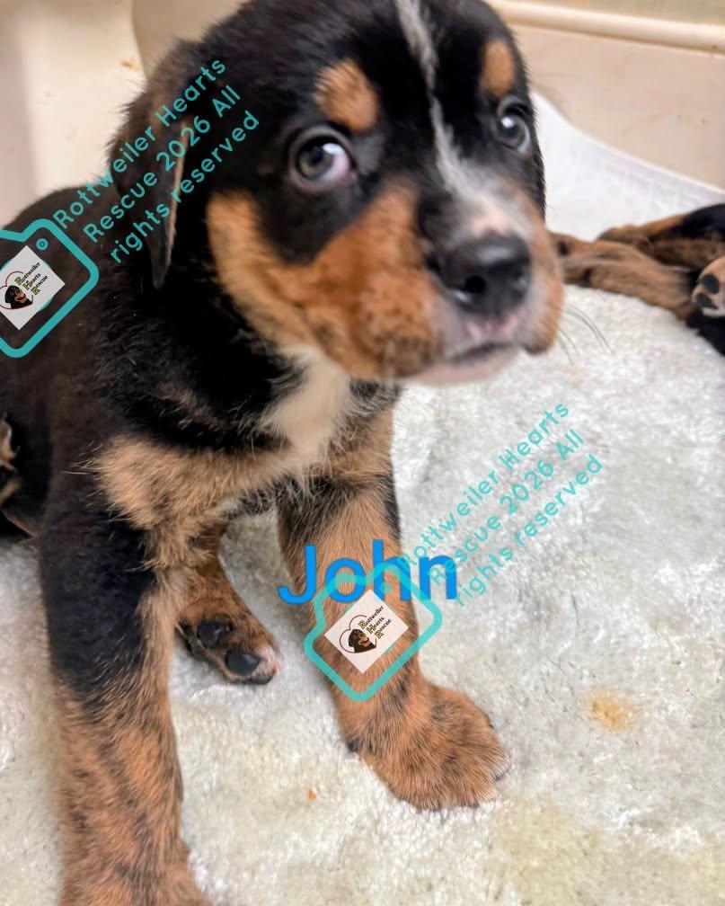Enlarge JOHN, a Adoptable mixed breed in Chapel Hill, NC image 3/3