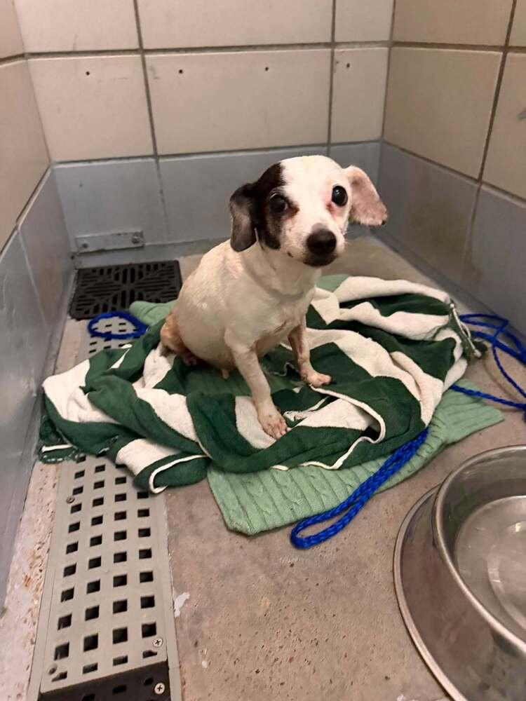 Wendy, Adoptable, Adult Female Chihuahua.