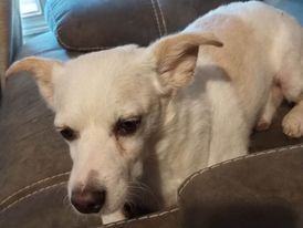 Papa Bear, an adoptable Chihuahua in San Tan Valley, AZ, 85142 | Photo Image 1