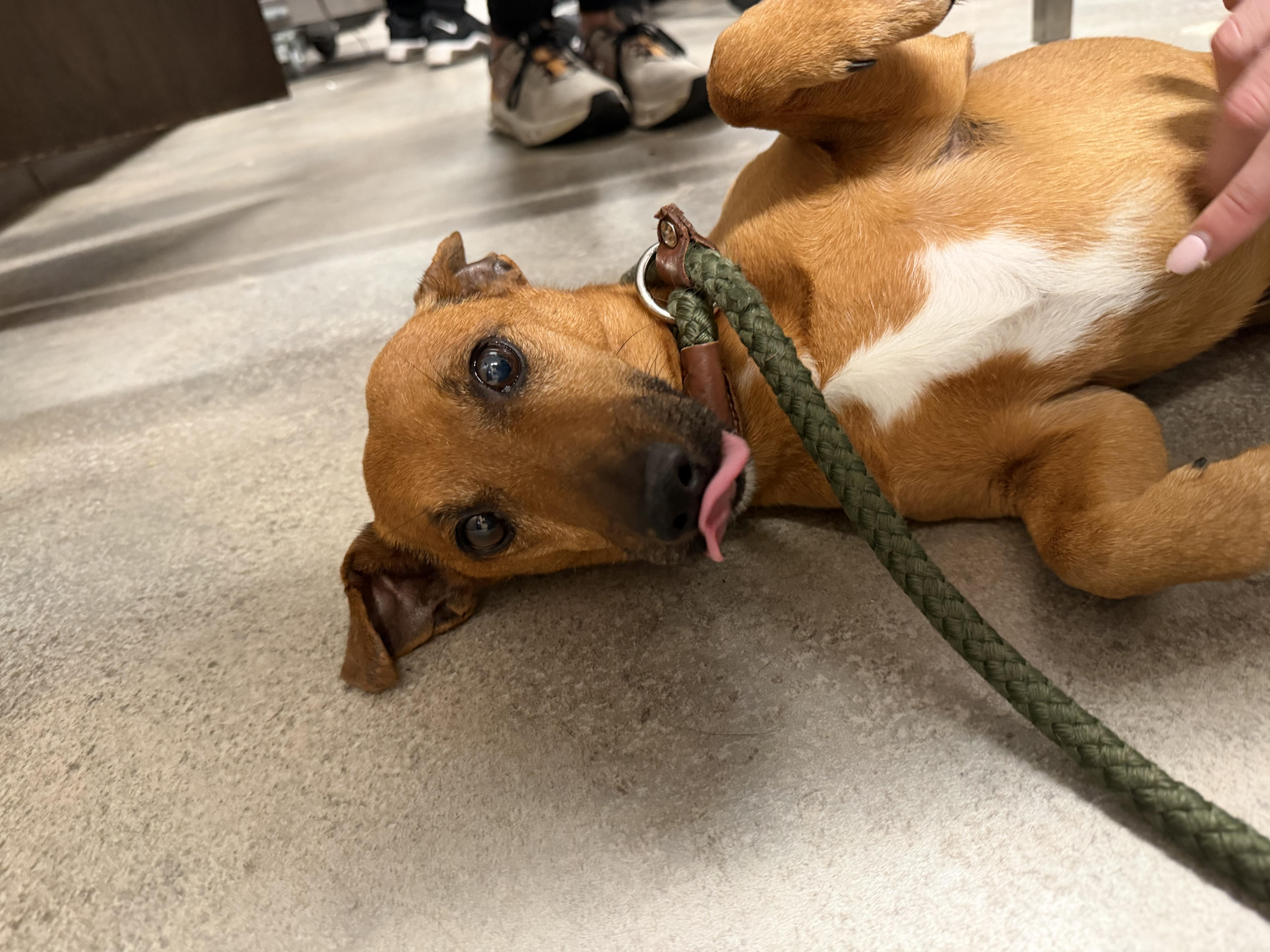Enlarge Wasabi, a ADOPTABLE mixed breed in Mahwah, NJ image 4/5
